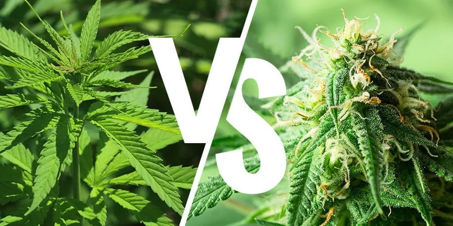 indica-vs-sativa