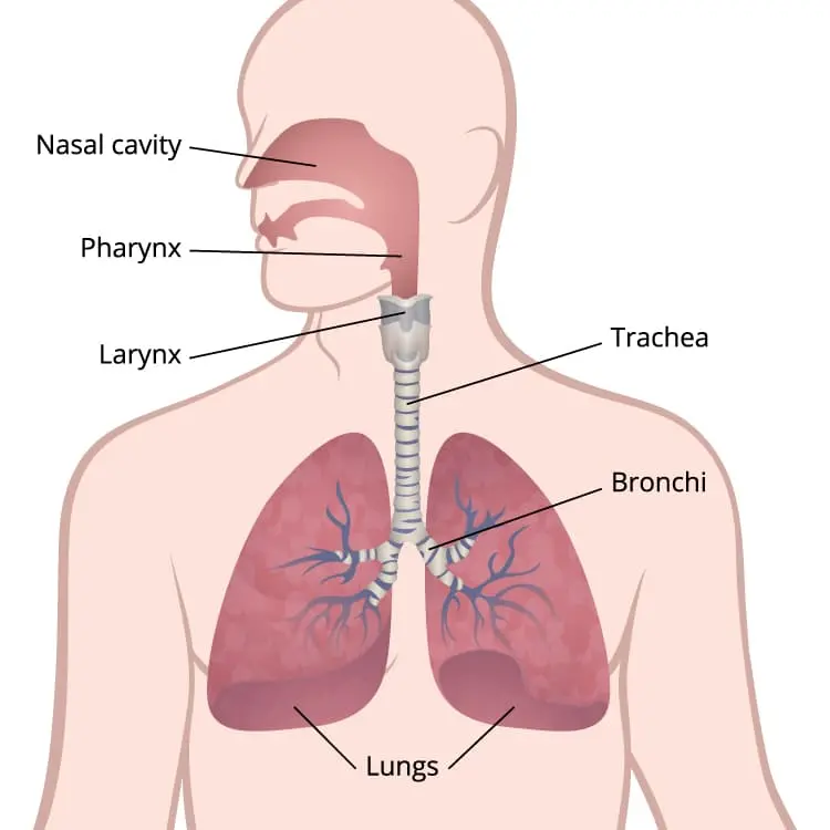 lung-diagram-750